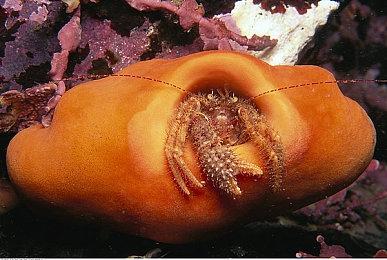 日本一《魔物饭大冒险》中文版游戏系统介绍 6月30日发售